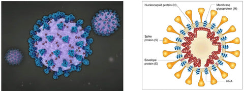 Webinar recording - Protocols for the Determination of SARS-CoV-2 (COVID-19)