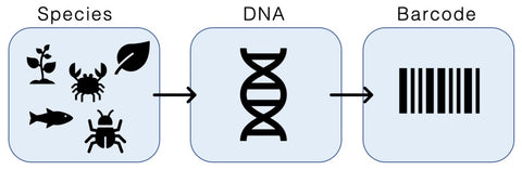 Webinar recording - Advancements in the Field of Environmental DNA (eDNA) Monitoring