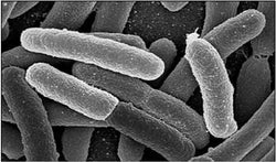 Webinar recording - Beyond Culture-Based Methods for E. coli