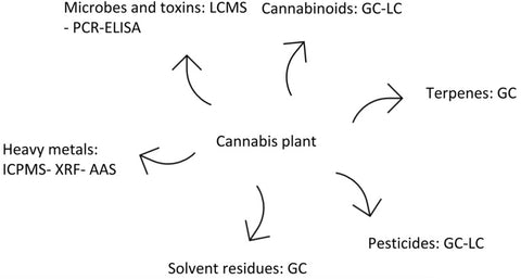 Webinar recording - Testing by Cannabis Laboratories